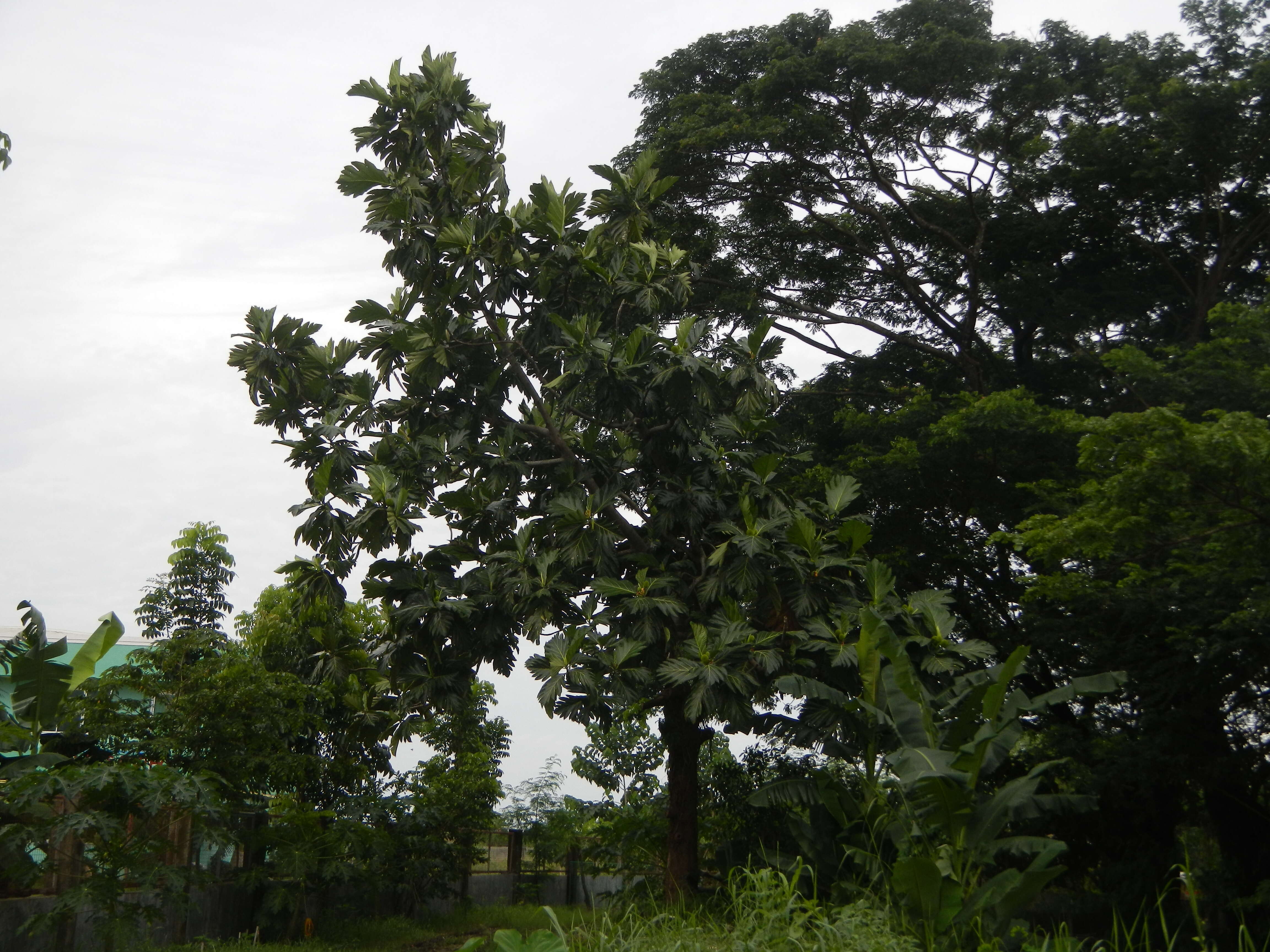 Image of Breadfruit Tree