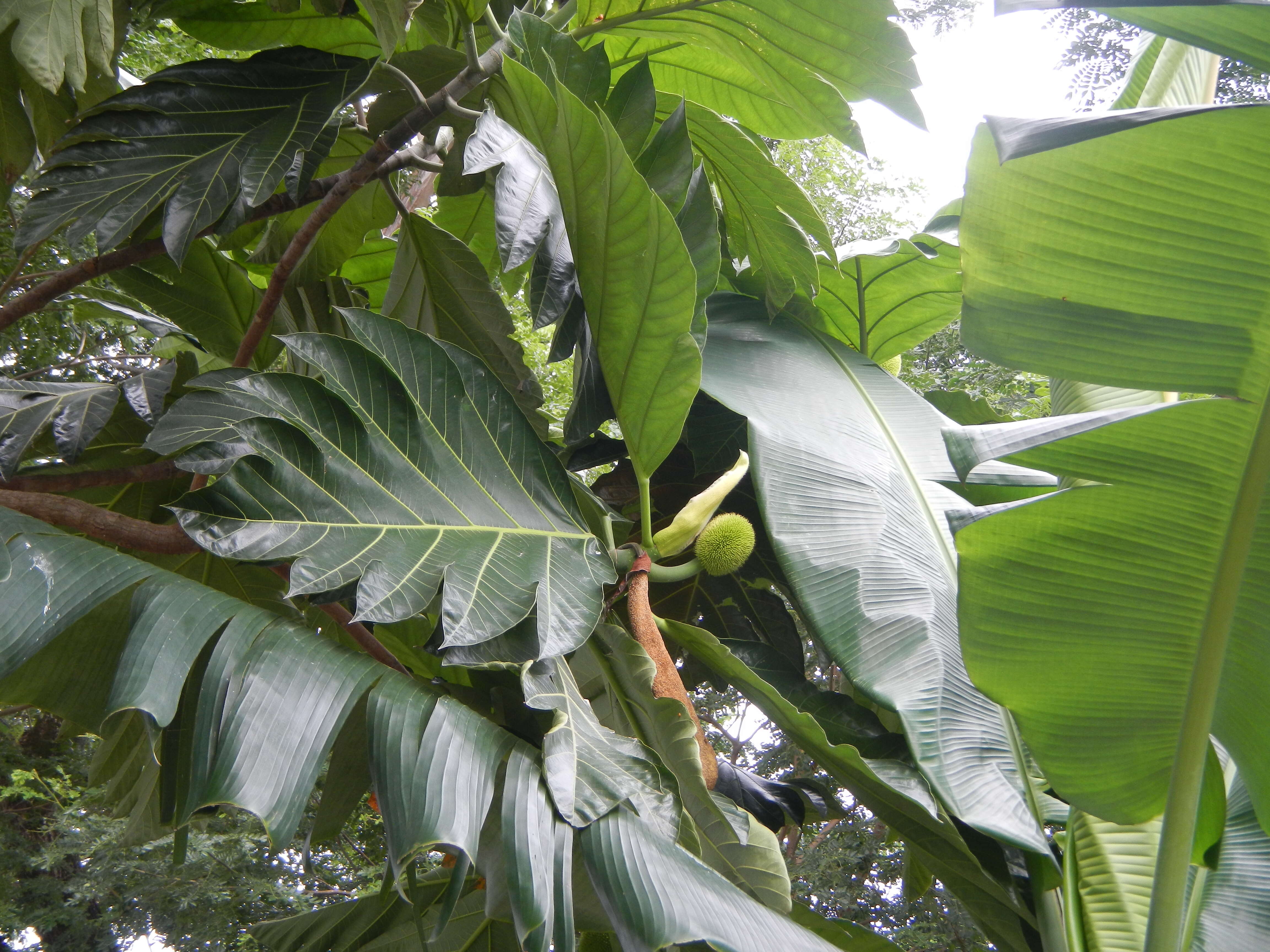 Image of Artocarpus camansi