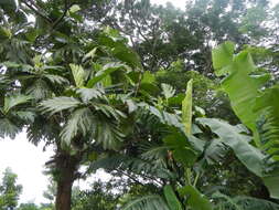 Image of Artocarpus camansi