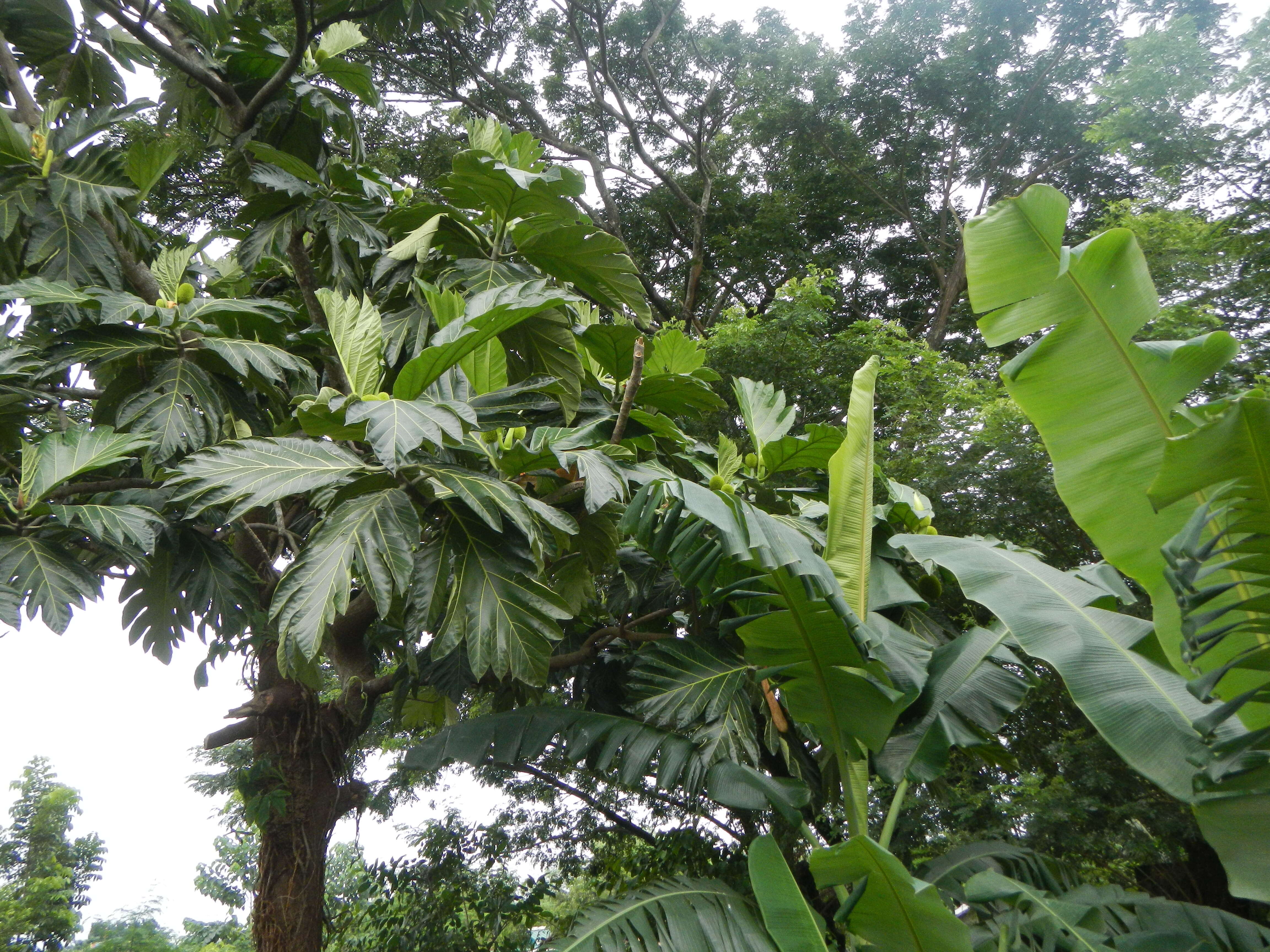 Image of Artocarpus camansi