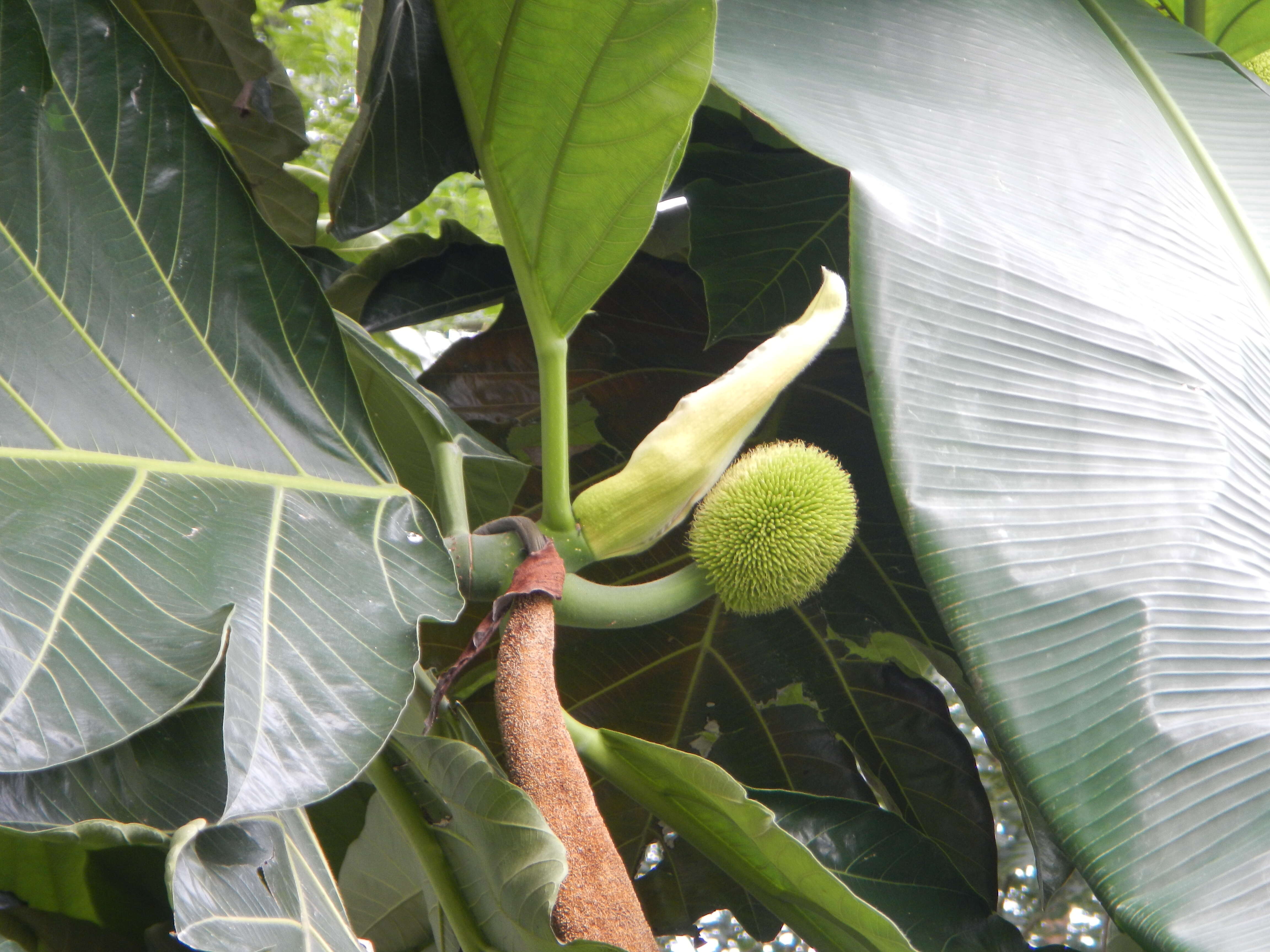 Image of Artocarpus camansi