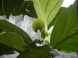 Image of Artocarpus camansi