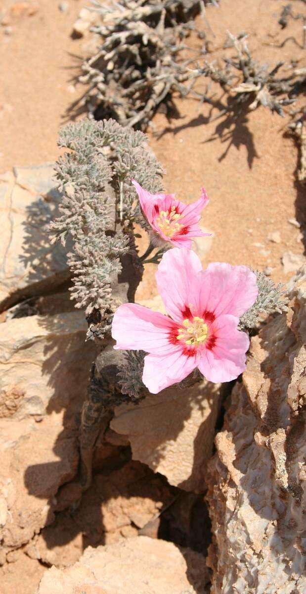 Image of Monsonia multifida E. Mey.