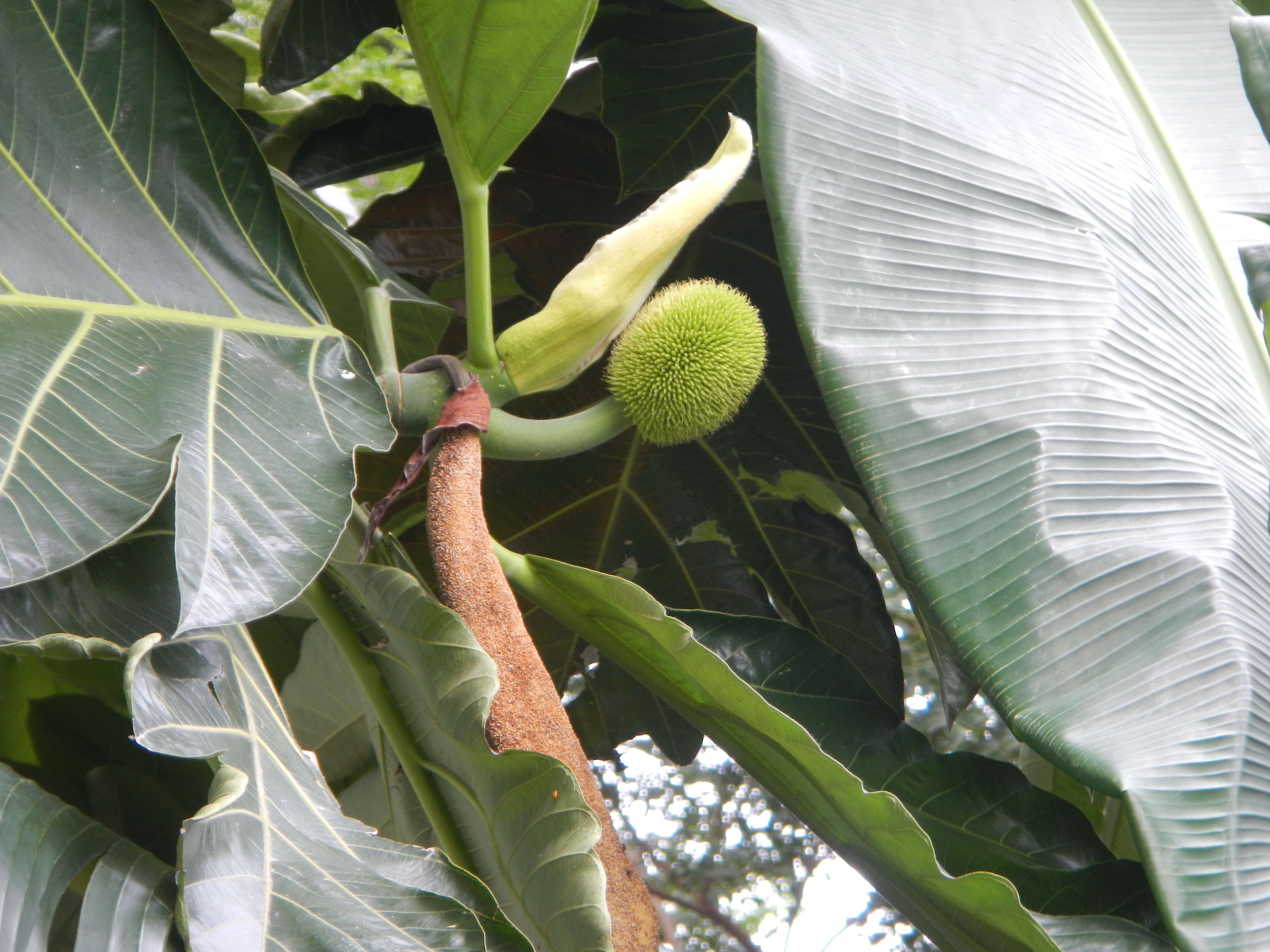 Image of Breadfruit Tree