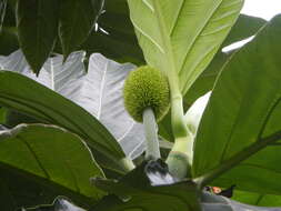 Image of Artocarpus camansi