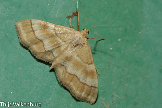 Image of Idaea circuitaria