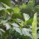 Image of Artocarpus camansi