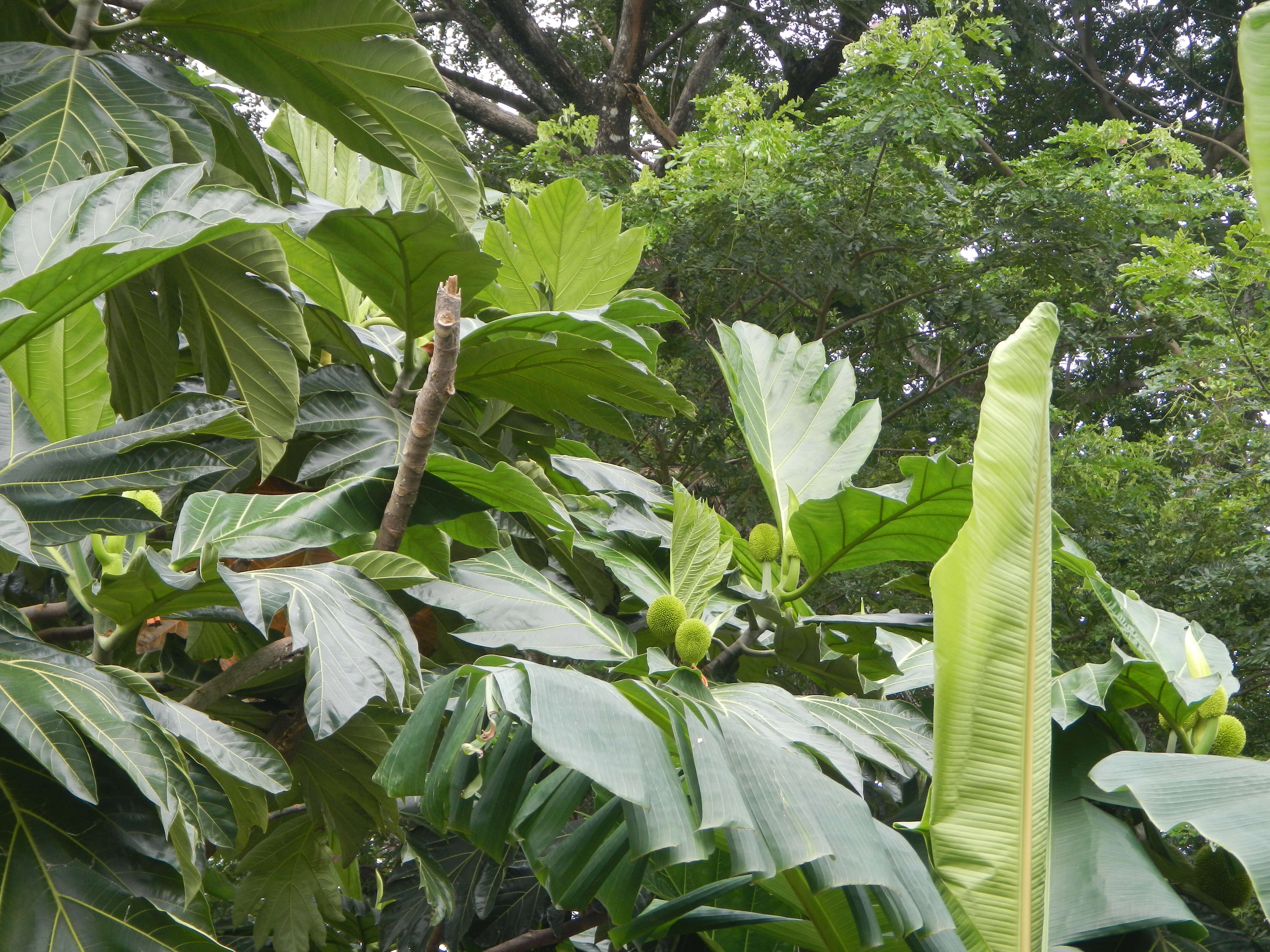 Image of Artocarpus camansi