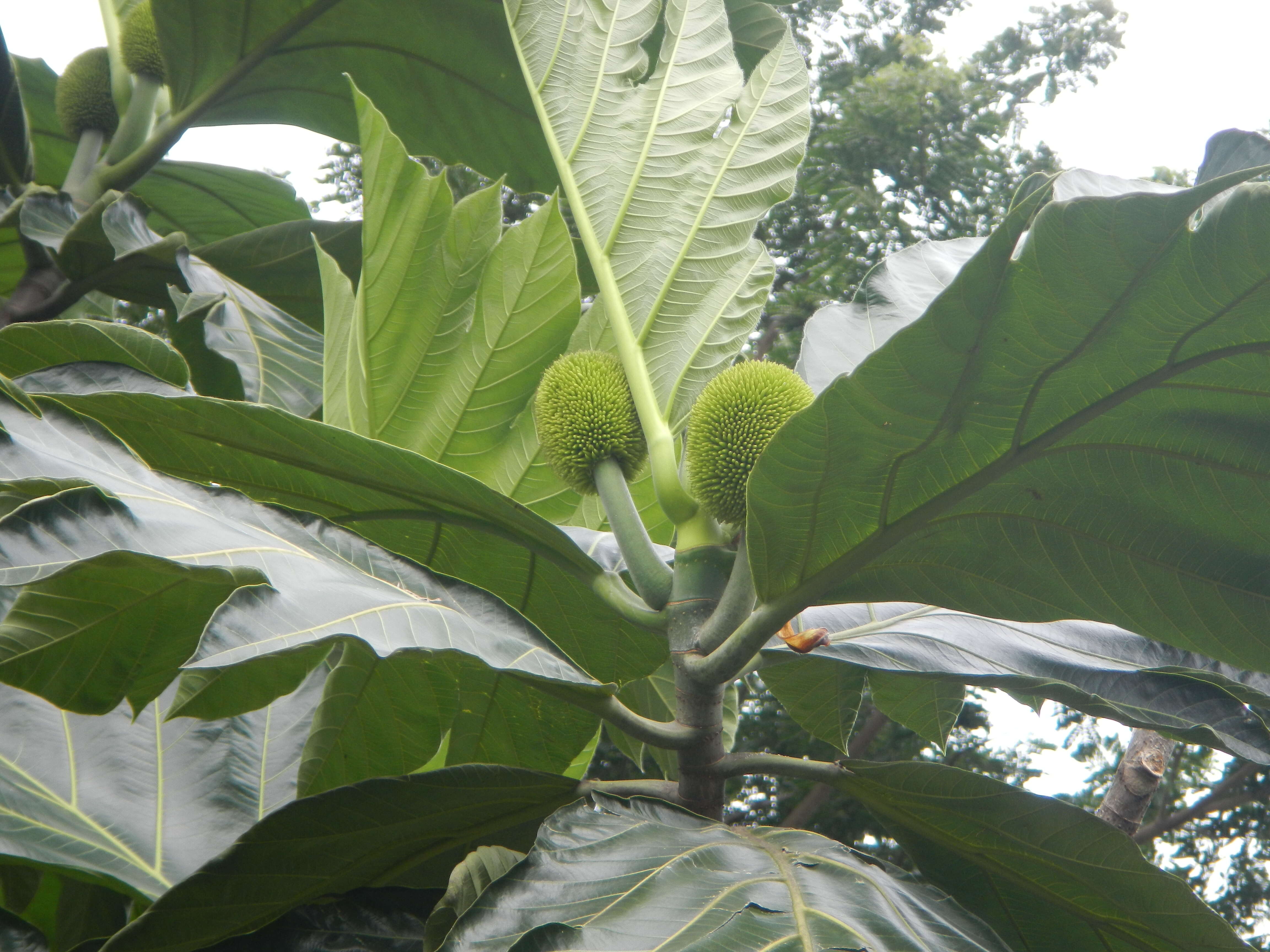 Image of Artocarpus camansi