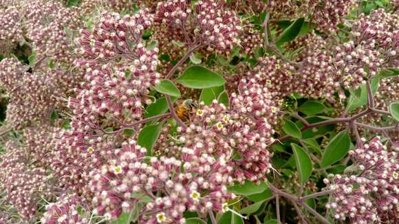 Salpianthus arenarius Humb. & Bonpl. resmi