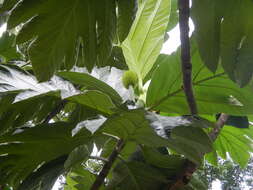 Image of Artocarpus camansi