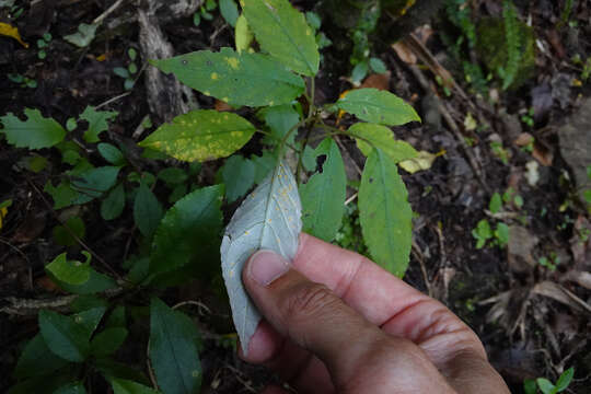 Image of Mikronegeria fuchsiae P. E. Crane & R. S. Peterson 2007