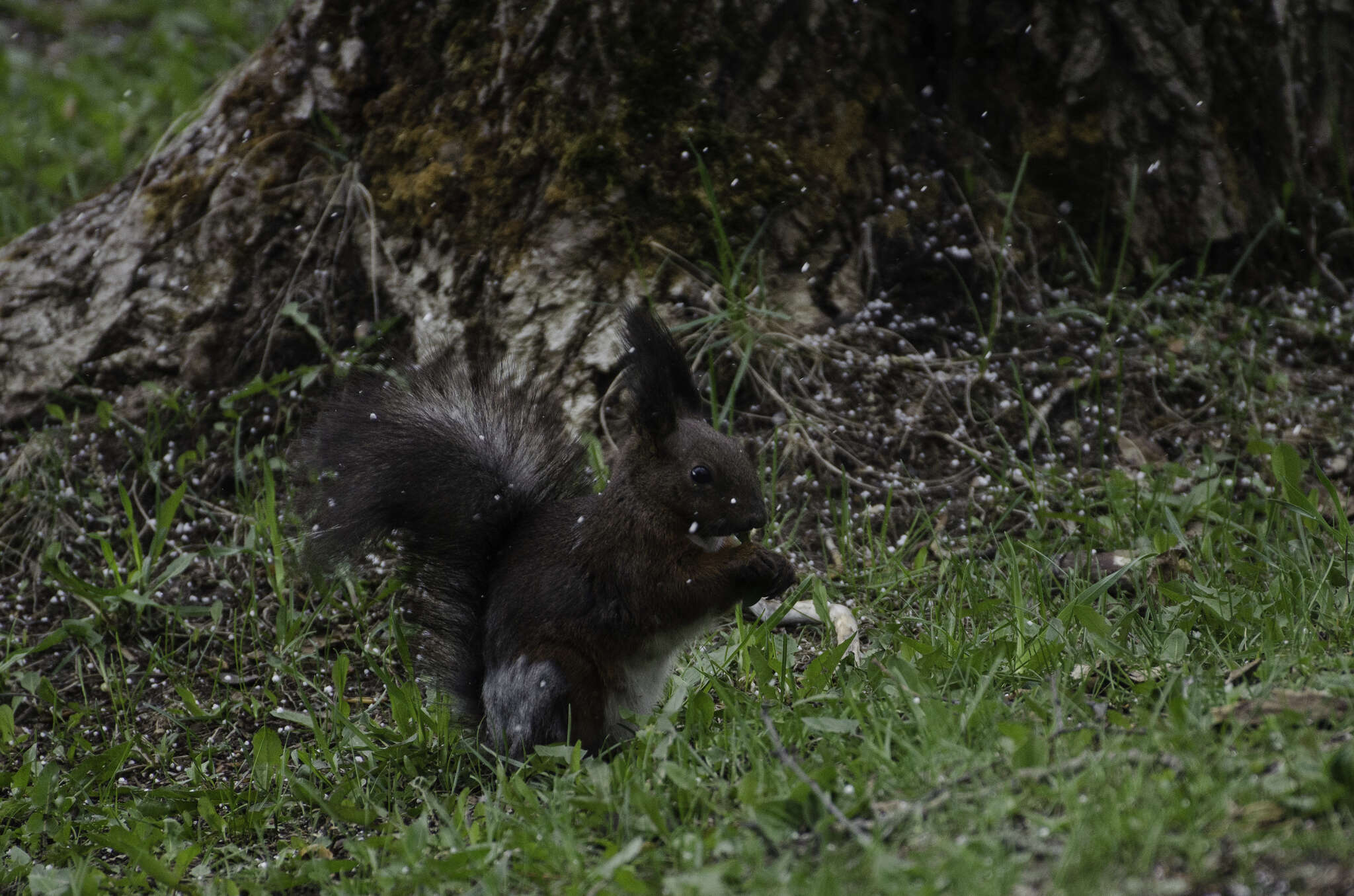 Image de Sciurus vulgaris martensi Matschie 1901