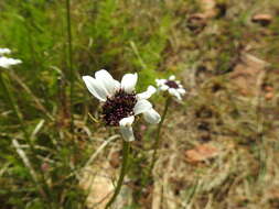 Image of Wild ox-eye daisy