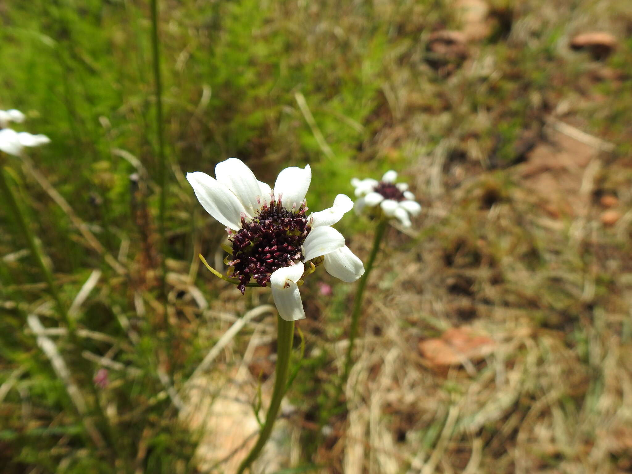 Callilepis leptophylla Harv.的圖片