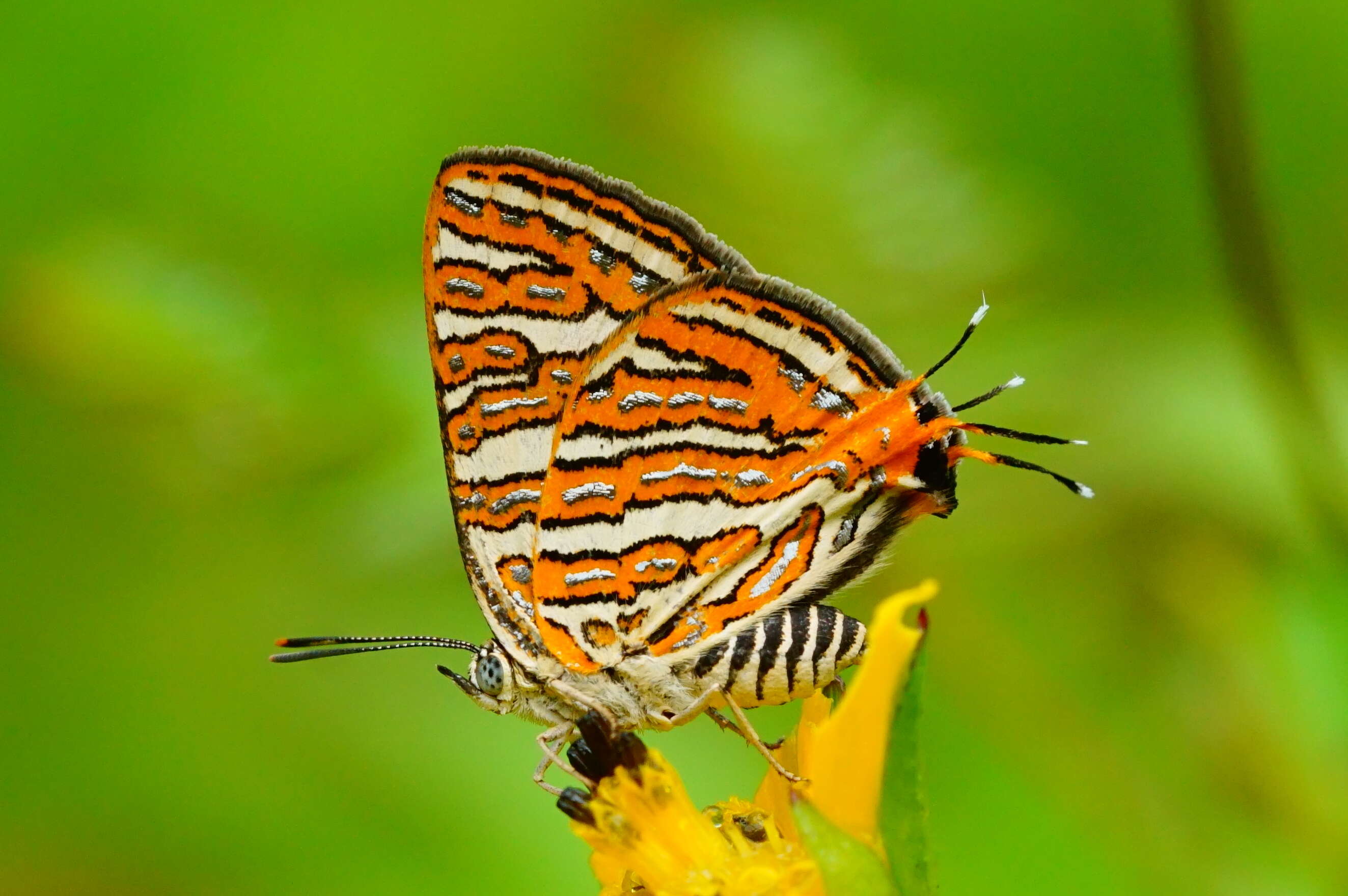 Слика од Cigaritis vulcanus