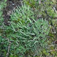 Image of cup lichen