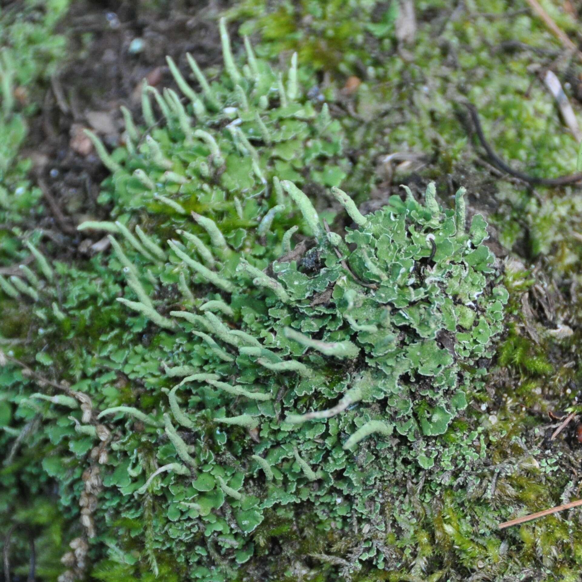 Image of cup lichen