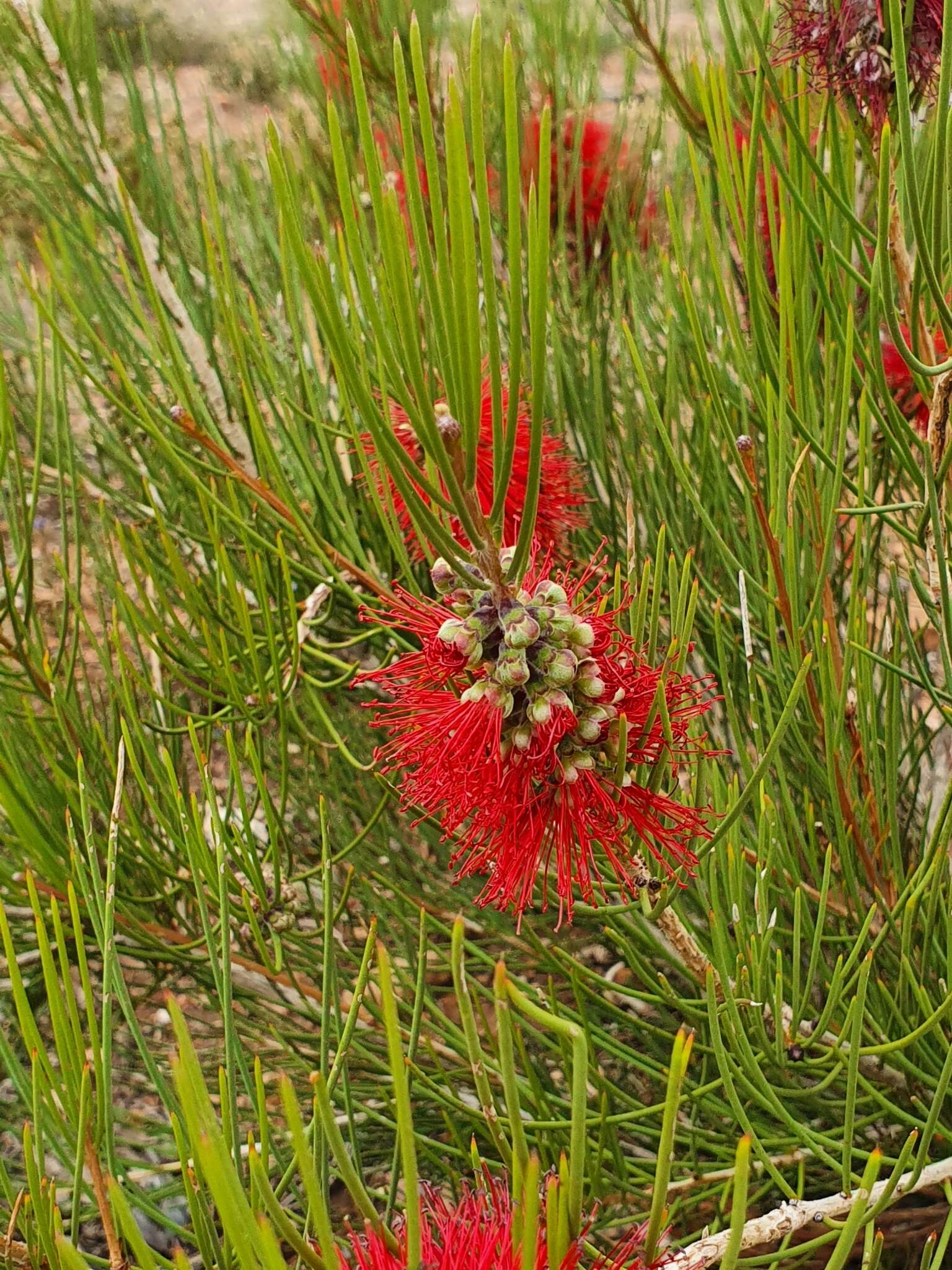 صورة Callistemon teretifolius F. Müll.