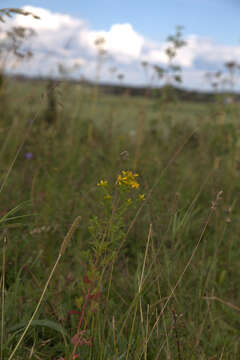 Image of spotted St. Johnswort