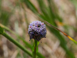 Image of Globularia bisnagarica L.