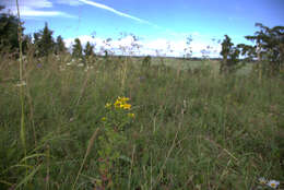 Image of spotted St. Johnswort