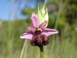 صورة Ophrys sphegodes subsp. aveyronensis J. J. Wood