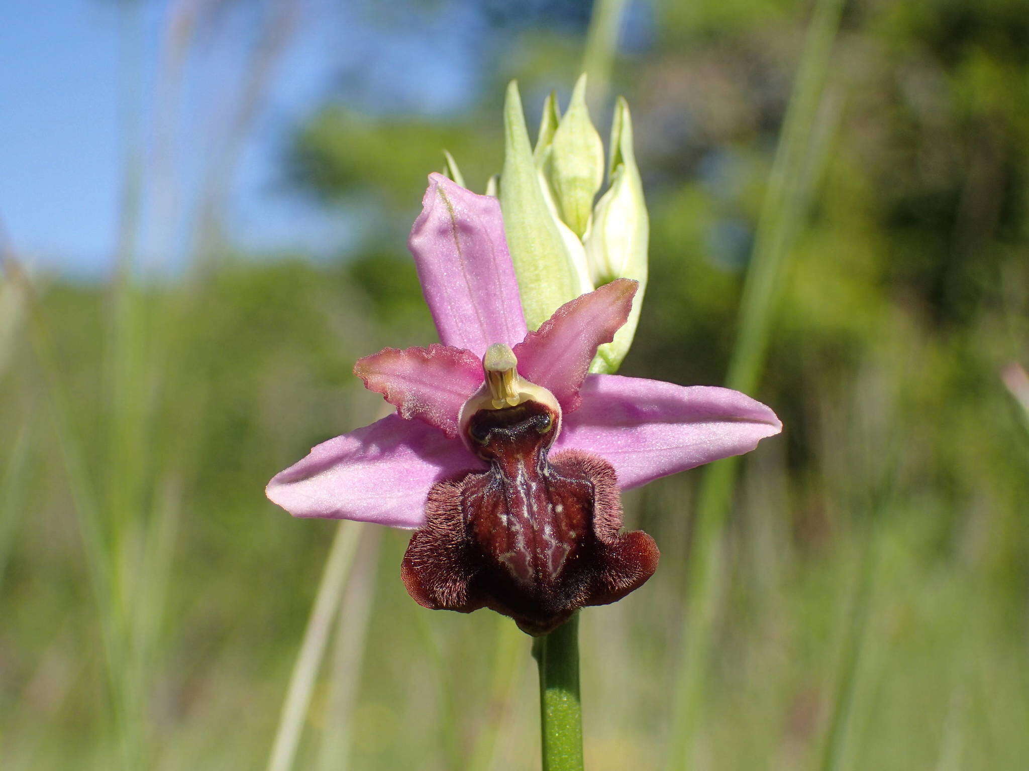 صورة Ophrys sphegodes subsp. aveyronensis J. J. Wood