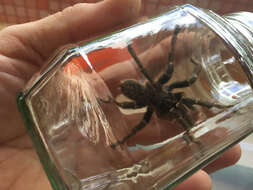 Image of Killimanjaro Baboon Tarantula