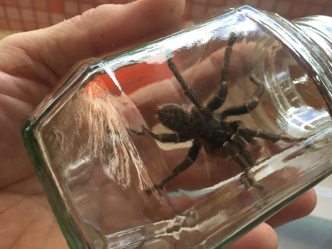 Image of Killimanjaro Baboon Tarantula