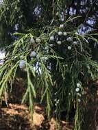 صورة Juniperus flaccida var. poblana Martínez