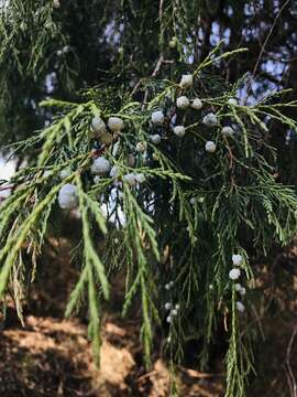 Image of Juniperus flaccida var. poblana Martínez