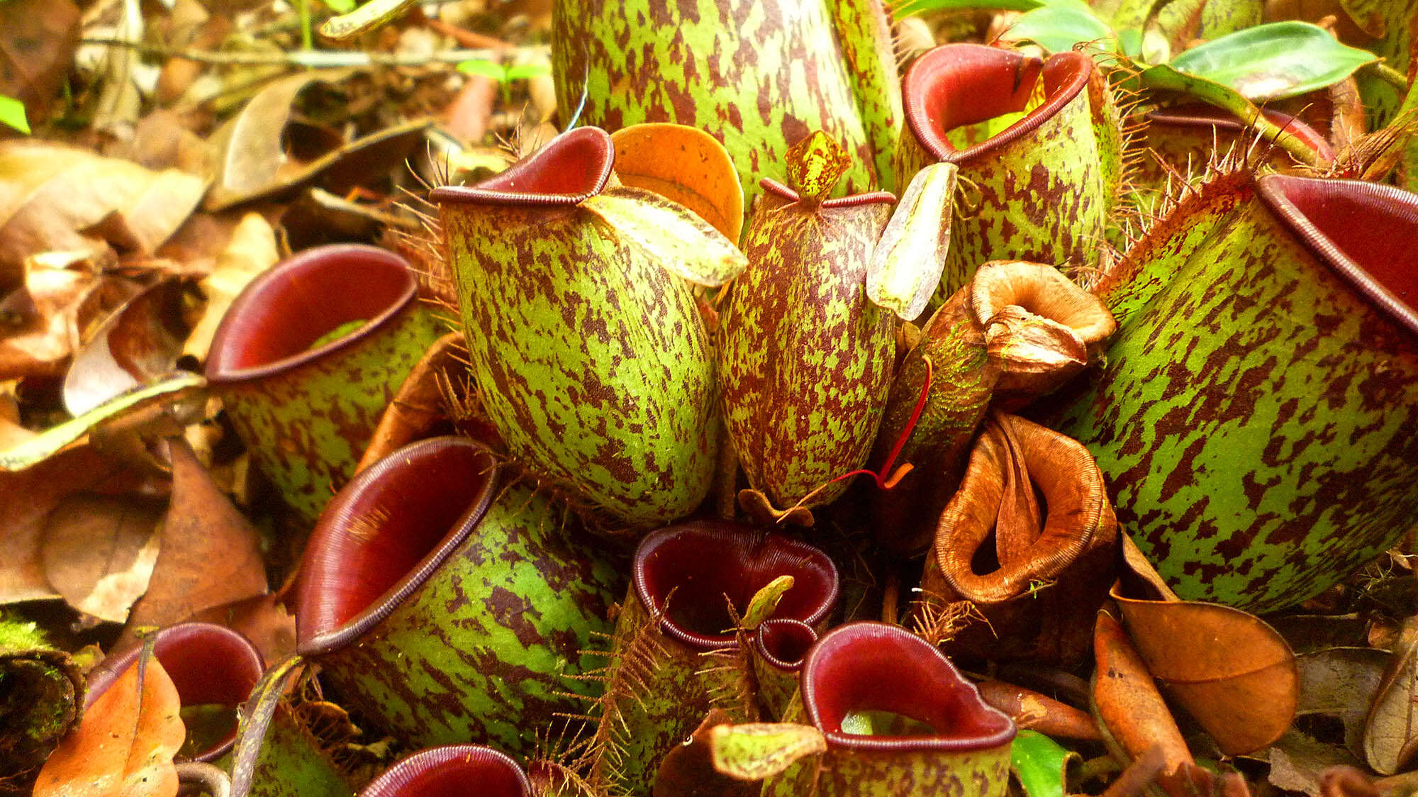 Image of Flask-Shaped Pitcher-Plant