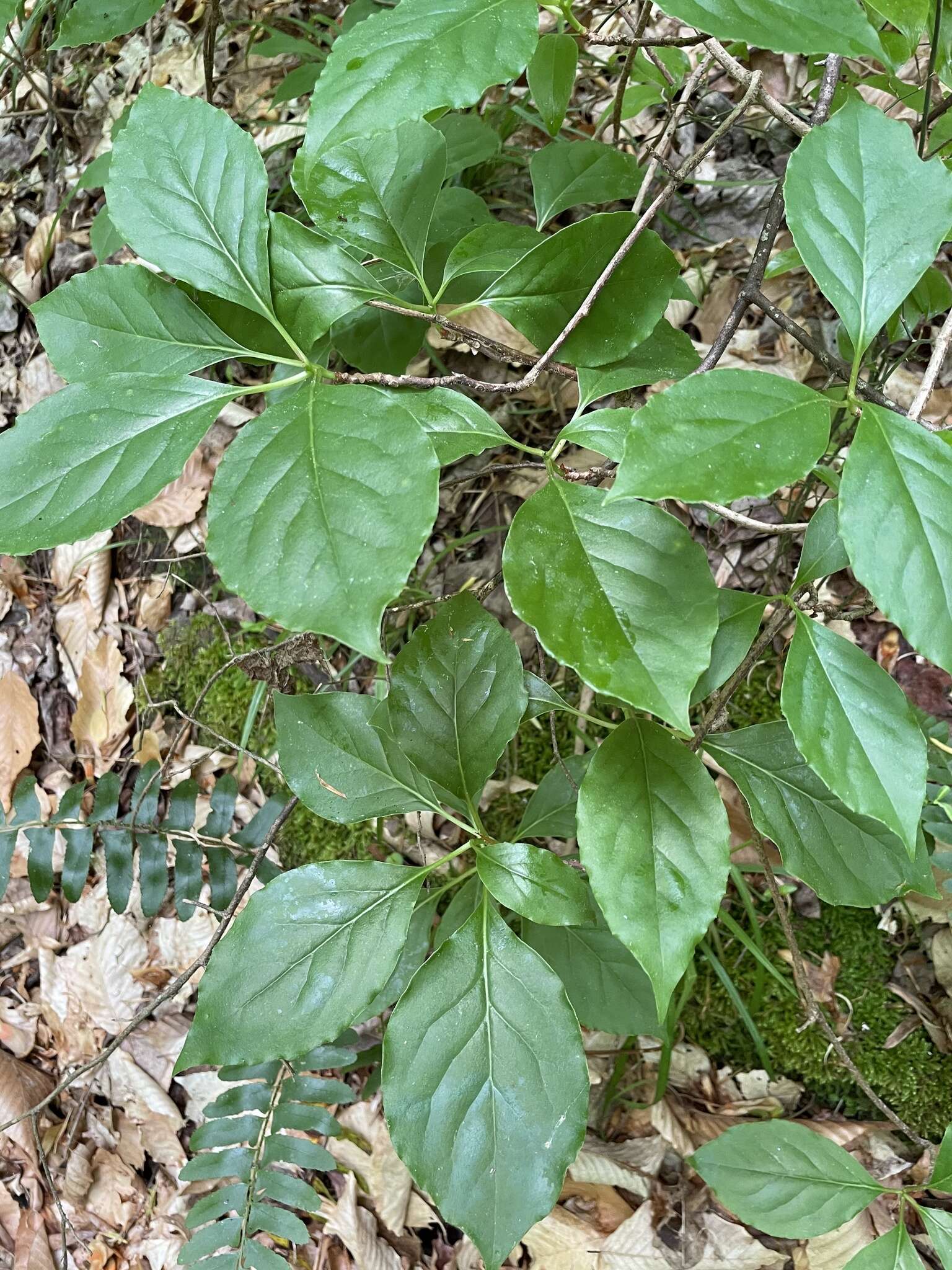 Image of bay starvine