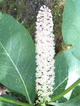 Image of Phytolacca japonica Makino