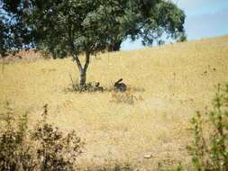 Image of Granada Hare