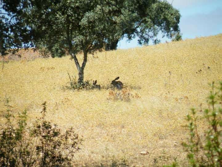 Image of Granada Hare