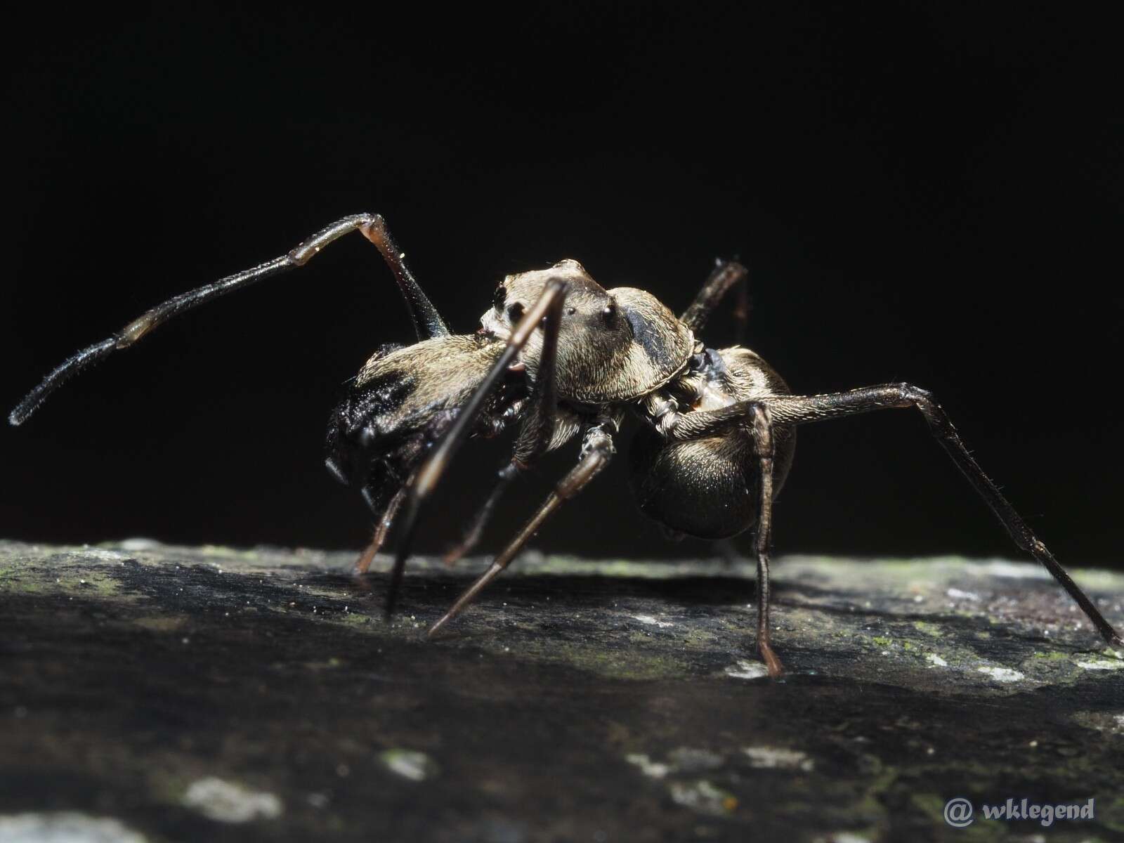 Image of Toxeus magnus (Saito 1933)