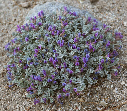 Image of woollypod milkvetch