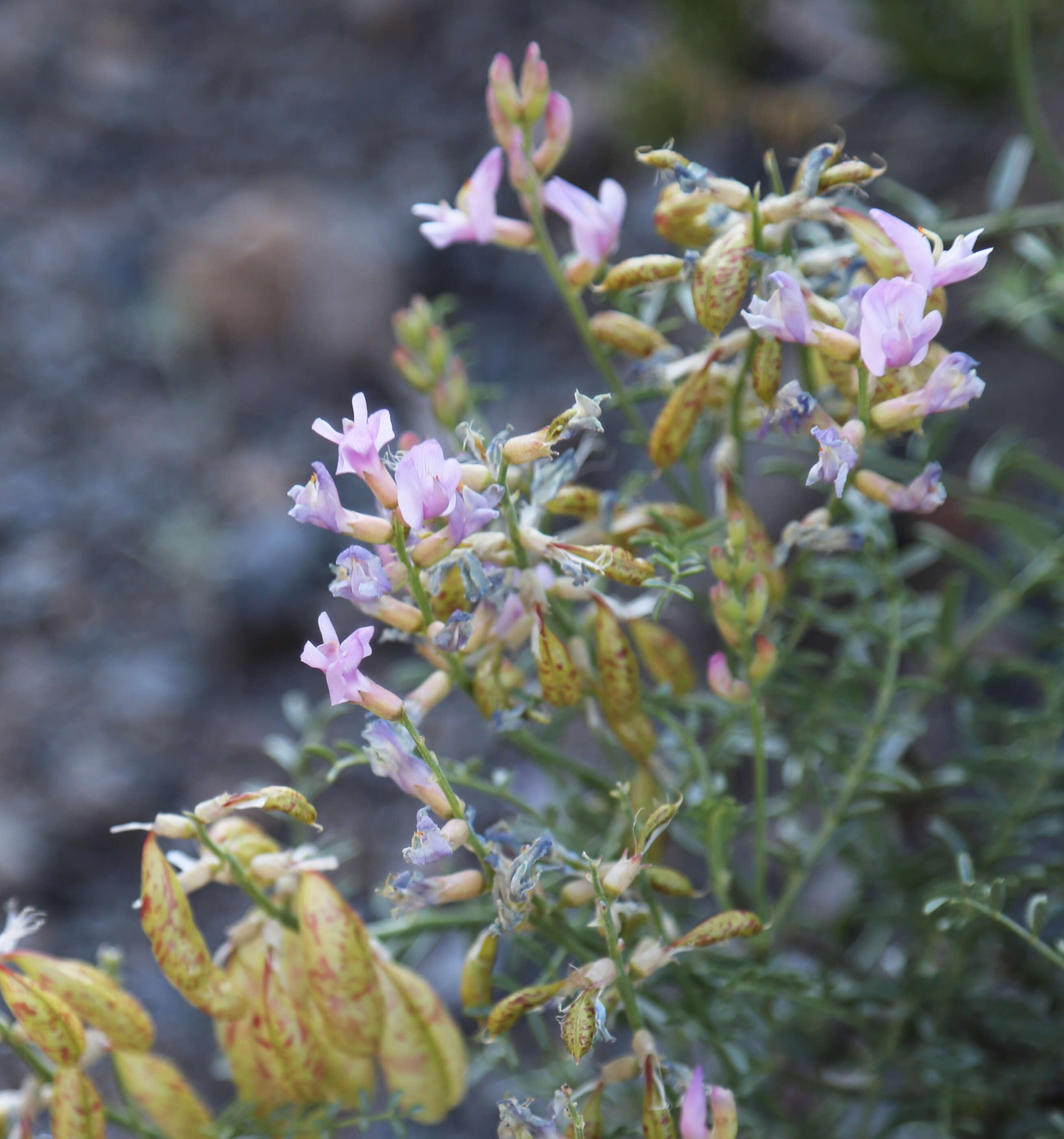 Image of Balloon milk-vetch