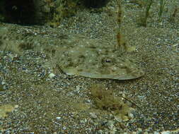 Image of Bluespot flathead