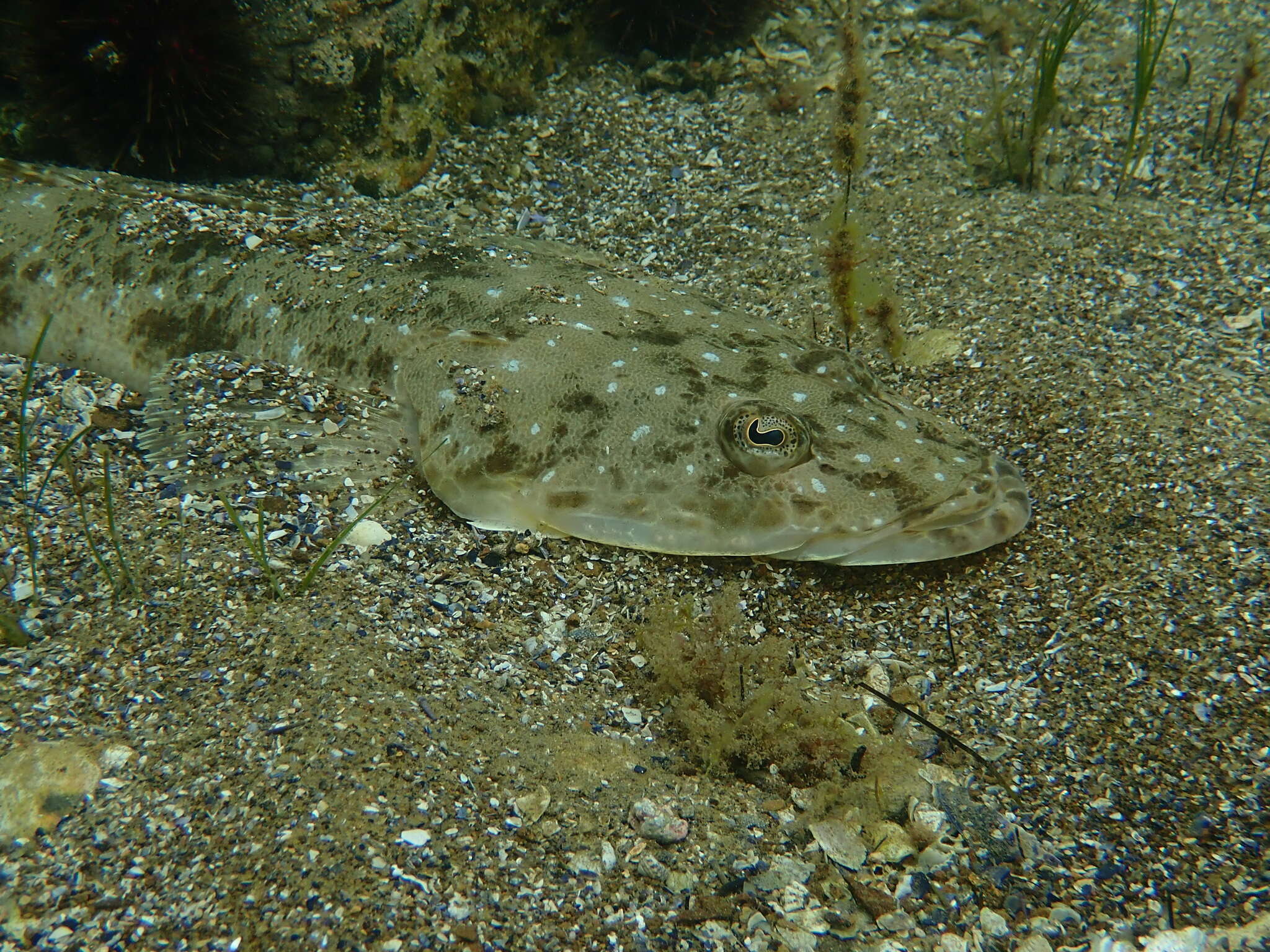 Image of Bluespot flathead