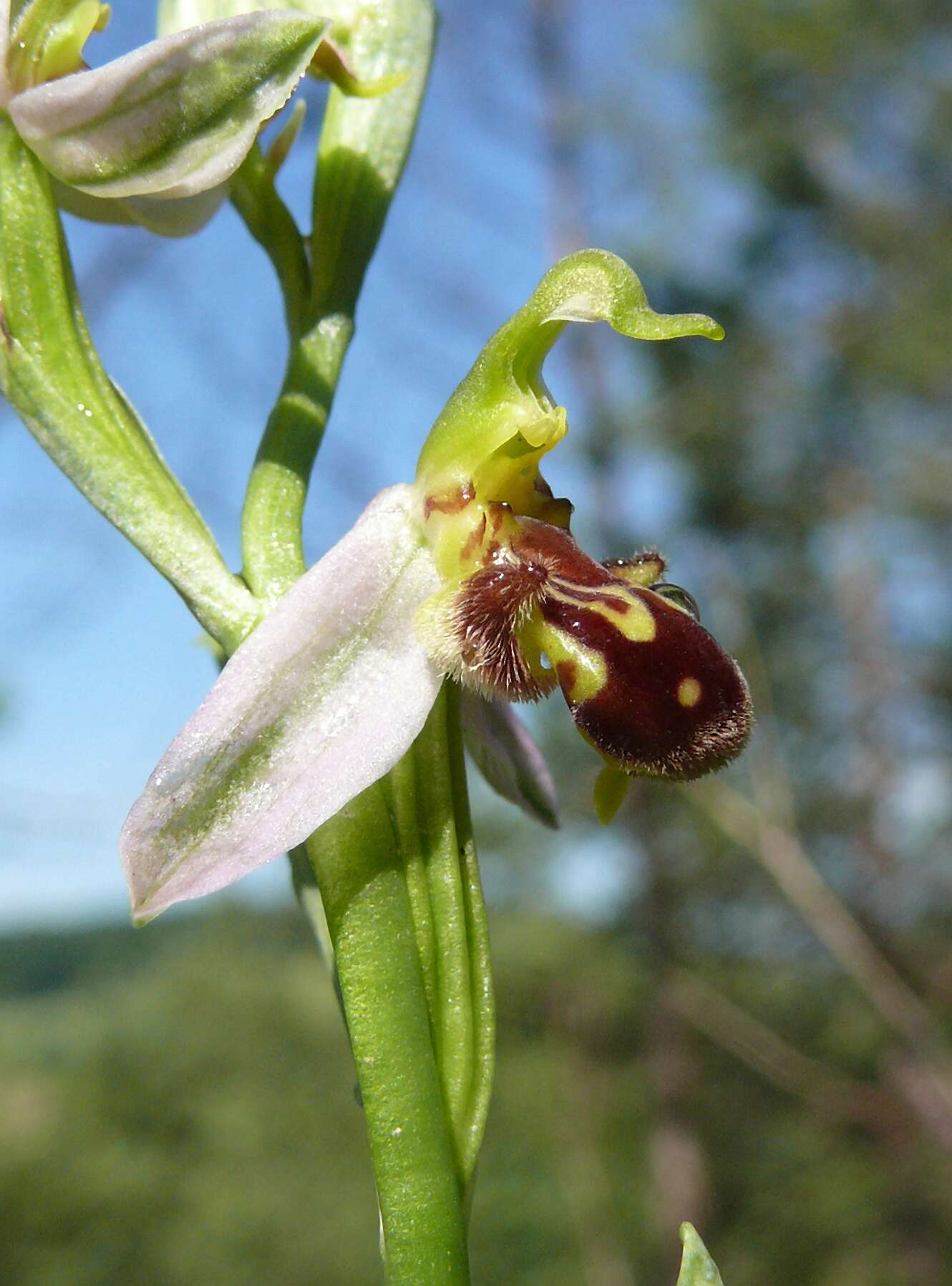 Image of Bee orchid