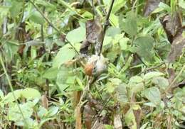 Image of Rufous-crowned Greenlet