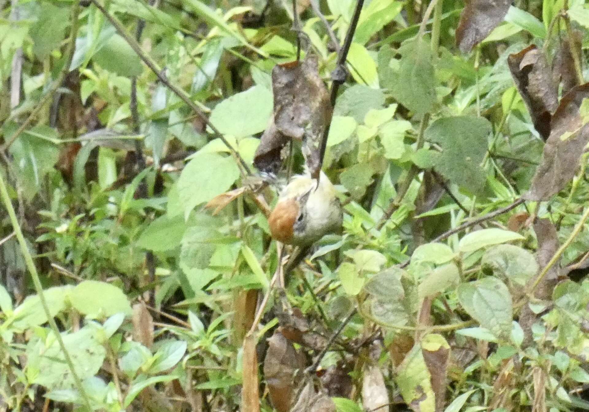 Image of Rufous-crowned Greenlet