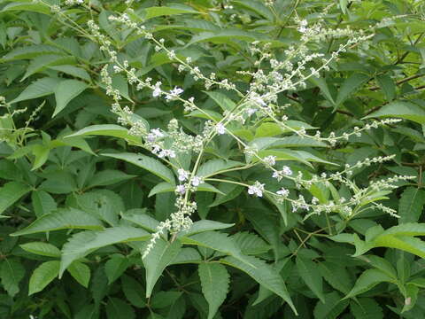 Image of Vitex negundo var. cannabifolia (Siebold & Zucc.) Hand.-Mazz.