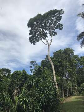 Image of Jacaranda copaia (Aubl.) D. Don