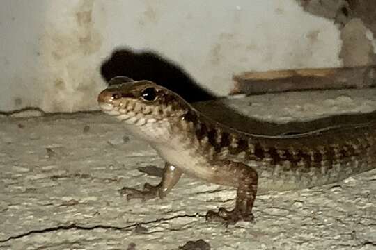 Image of Stout Barsided Skink