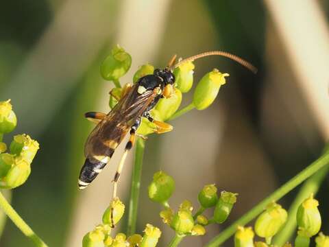 Image of Ichneumon sarcitorius Linnaeus 1758