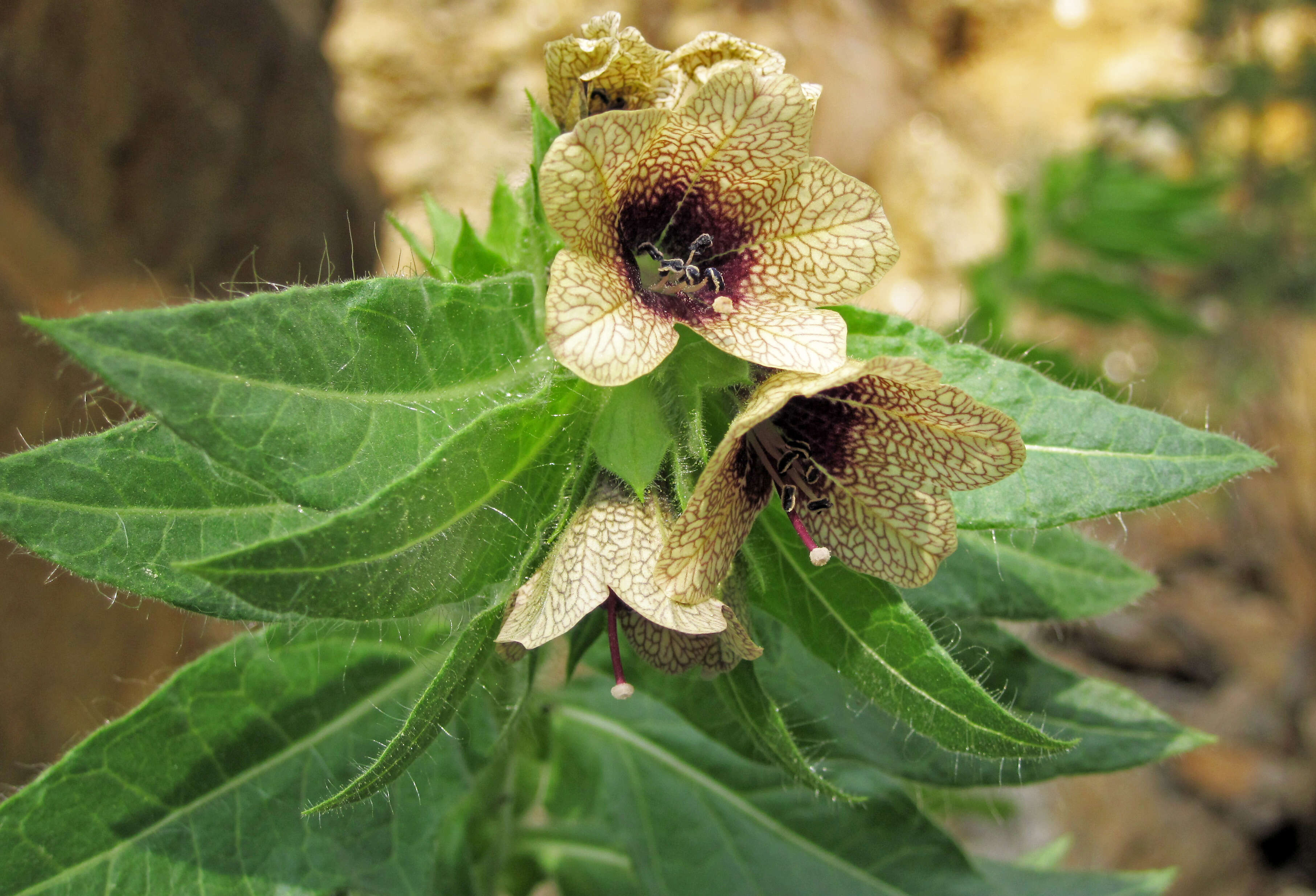 Image of black henbane